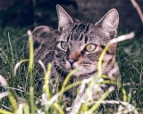 бразильская короткошерстная кошка